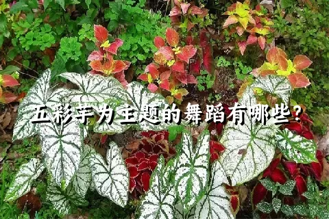 五彩芋为主题的舞蹈有哪些？