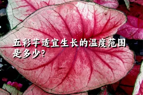 五彩芋适宜生长的温度范围是多少？