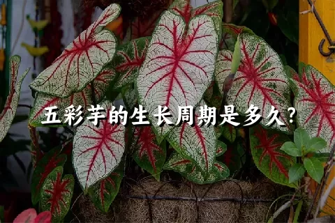 五彩芋的生长周期是多久？
