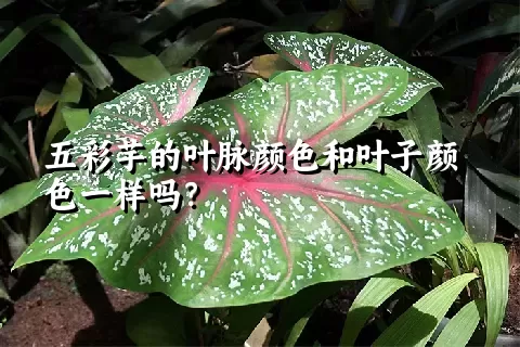 五彩芋的叶脉颜色和叶子颜色一样吗？
