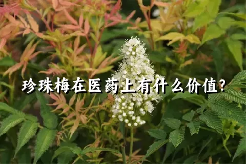珍珠梅在医药上有什么价值？