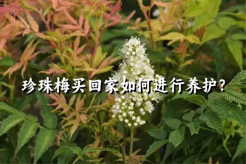 珍珠梅买回家如何进行养护？