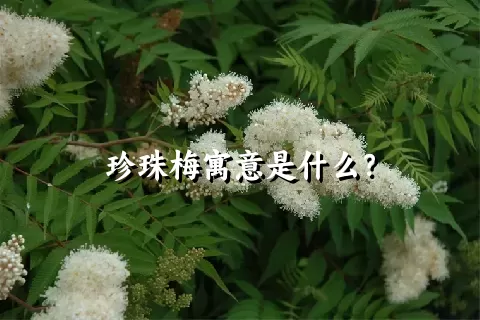 珍珠梅寓意是什么？