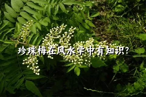 珍珠梅在风水学中有知识？