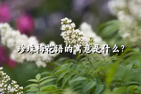 珍珠梅花语的寓意是什么？
