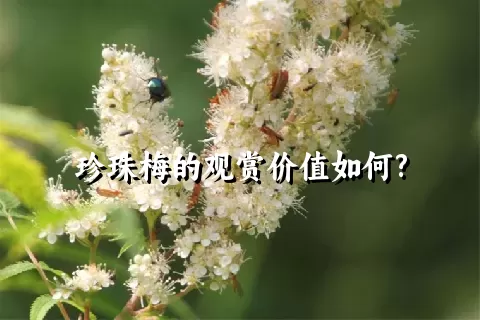 珍珠梅的观赏价值如何?
