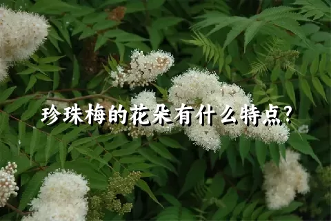 珍珠梅的花朵有什么特点?
