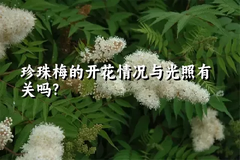 珍珠梅的开花情况与光照有关吗?