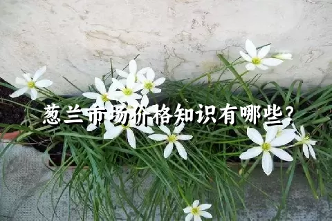 葱兰市场价格知识有哪些？