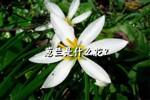 葱兰是什么花？