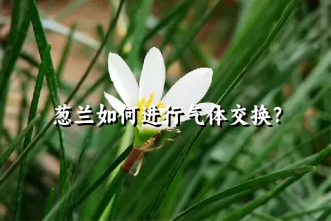 葱兰如何进行气体交换？