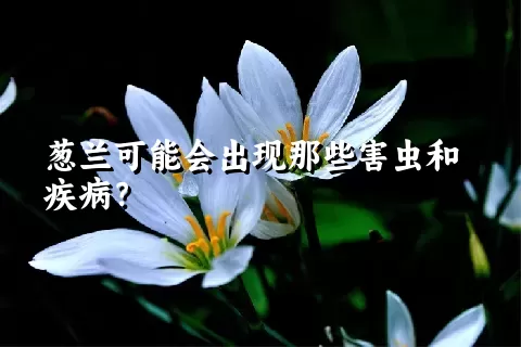 葱兰可能会出现那些害虫和疾病？