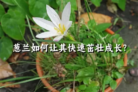 葱兰如何让其快速茁壮成长？