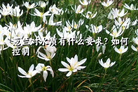 葱兰对水质有什么要求？如何控制