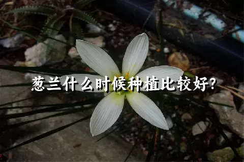 葱兰什么时候种植比较好？