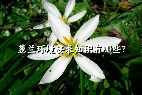 葱兰环境要求知识有哪些？