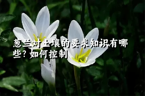 葱兰对土壤的要求知识有哪些？如何控制