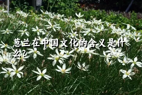 葱兰在中国文化的含义是什么？