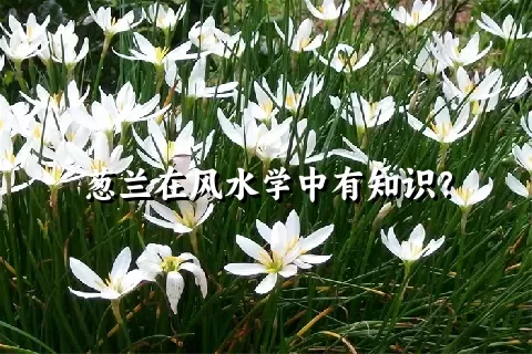 葱兰在风水学中有知识？