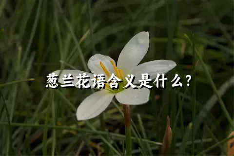 葱兰花语含义是什么？