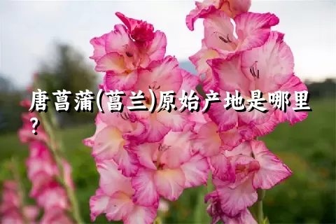 唐菖蒲(菖兰)原始产地是哪里？