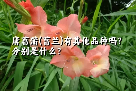 唐菖蒲(菖兰)有其他品种吗？分别是什么？
