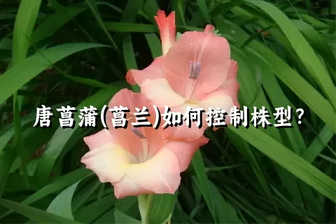 唐菖蒲(菖兰)如何控制株型？