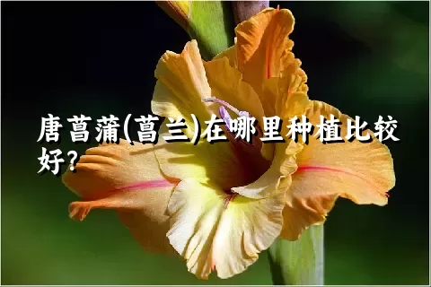 唐菖蒲(菖兰)在哪里种植比较好？