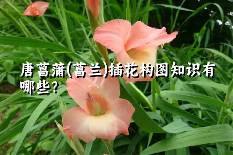 唐菖蒲(菖兰)插花构图知识有哪些？