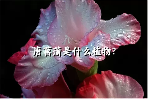 唐菖蒲是什么植物？