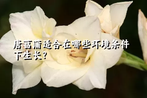 唐菖蒲适合在哪些环境条件下生长？