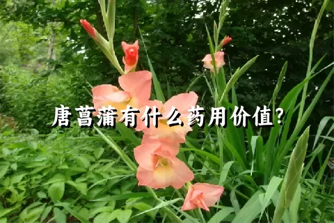 唐菖蒲有什么药用价值？