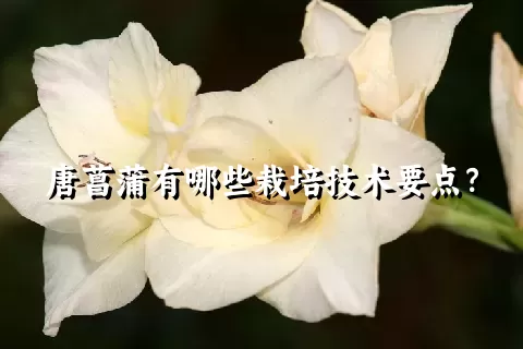 唐菖蒲有哪些栽培技术要点？