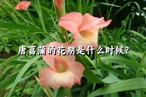 唐菖蒲的花期是什么时候？