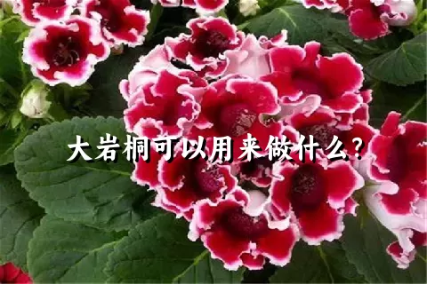 大岩桐可以用来做什么？
