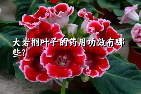 大岩桐叶子的药用功效有哪些？