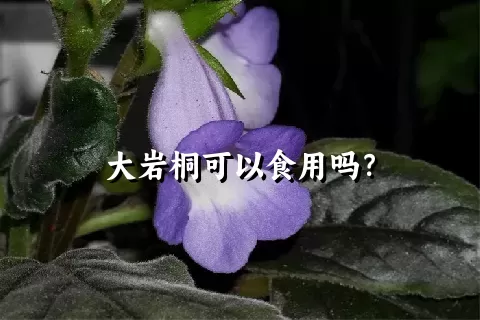 大岩桐可以食用吗？