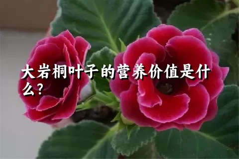 大岩桐叶子的营养价值是什么？