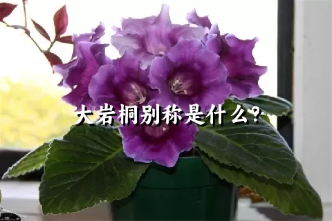 大岩桐别称是什么？