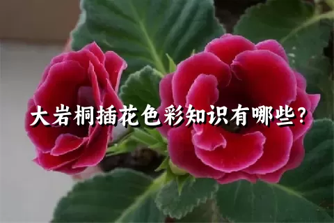 大岩桐插花色彩知识有哪些？