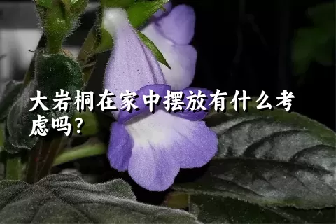 大岩桐在家中摆放有什么考虑吗？