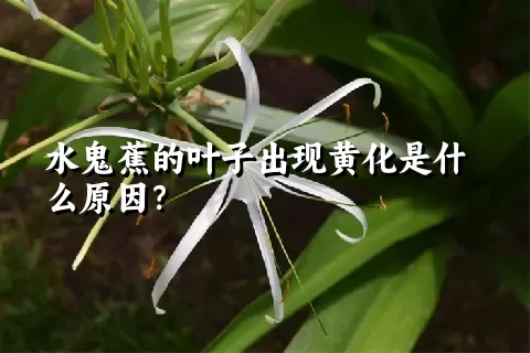 水鬼蕉的叶子出现黄化是什么原因？