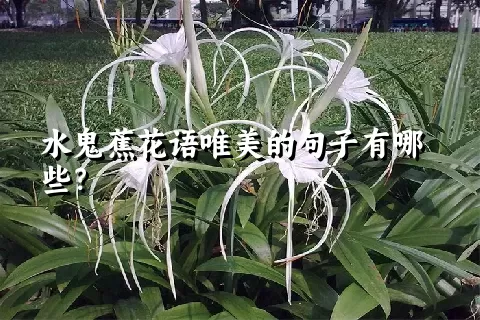 水鬼蕉花语唯美的句子有哪些？