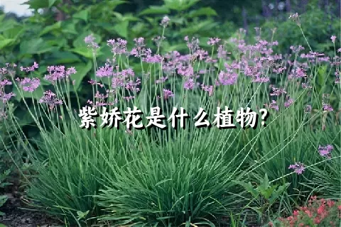 紫娇花是什么植物?