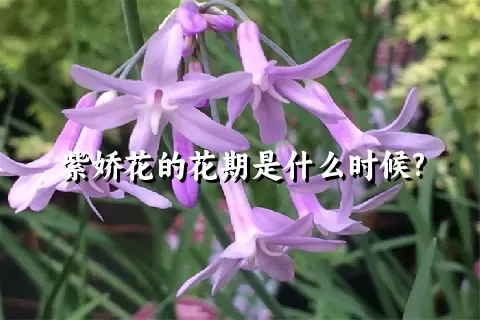 紫娇花的花期是什么时候?