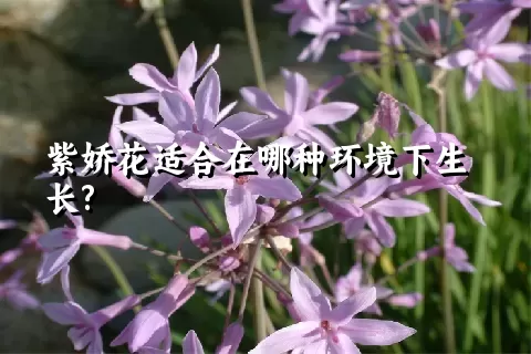 紫娇花适合在哪种环境下生长?