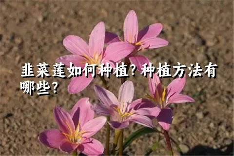 韭菜莲如何种植？种植方法有哪些？