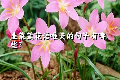 韭菜莲花语唯美的句子有哪些？