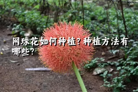 网球花如何种植？种植方法有哪些？