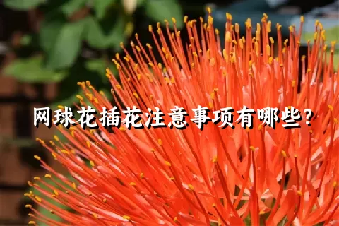 网球花插花注意事项有哪些？